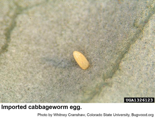 Imported cabbageworm egg